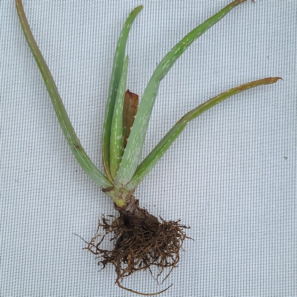 Aloe Vera Plant - Picture 4 of 7